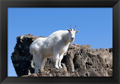 Framed Mountain Goat Climbing Rocks Print