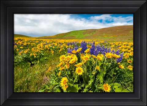 Framed Spring Wildflowers Cover The Meadows At Columbia Hills State Park Print