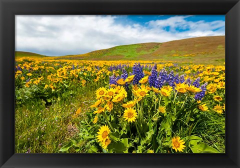 Framed Spring Wildflowers Cover The Meadows At Columbia Hills State Park Print