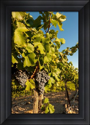 Framed Horse Heaven Hills Vineyard Print