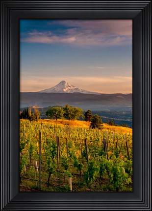Framed Mt Hood From A Vineyard Print
