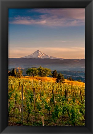 Framed Mt Hood From A Vineyard Print