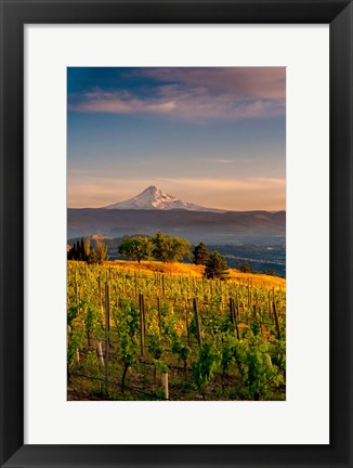 Framed Mt Hood From A Vineyard Print