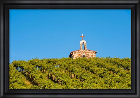 Framed Malbec Grapes In A Vineyard, Washington Print
