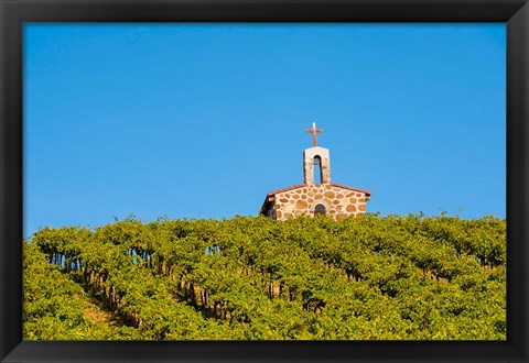 Framed Malbec Grapes In A Vineyard, Washington Print