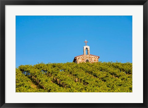 Framed Malbec Grapes In A Vineyard, Washington Print