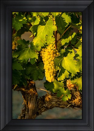 Framed Viognier Grapes In A Vineyard Print