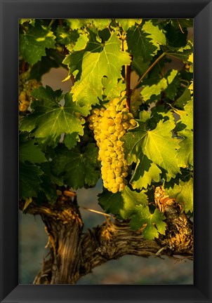 Framed Viognier Grapes In A Vineyard Print