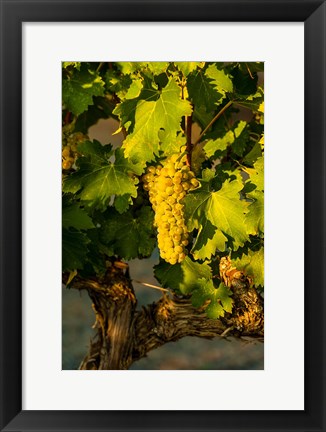 Framed Viognier Grapes In A Vineyard Print