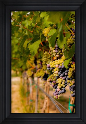 Framed Cabernet Franc Block In A Vineyard Print