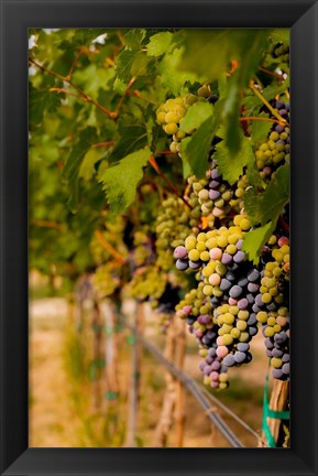 Framed Cabernet Franc Block In A Vineyard Print