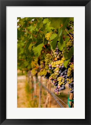 Framed Cabernet Franc Block In A Vineyard Print