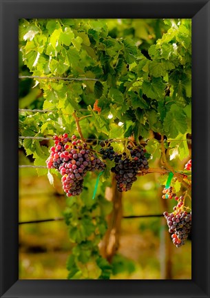 Framed Grenache Block In A Vineyard Print