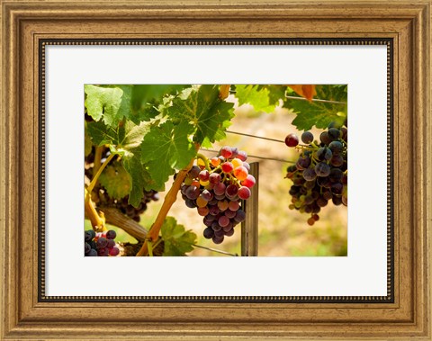 Framed Merlot Grapes In A Vineyard Print