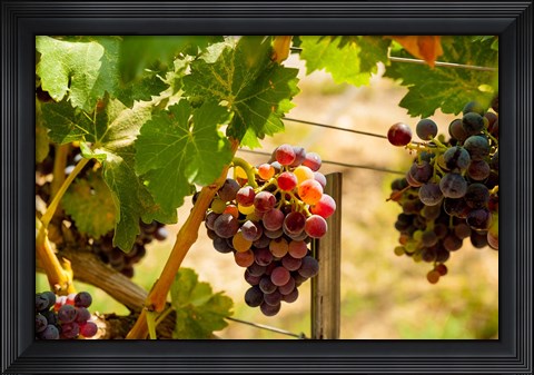 Framed Merlot Grapes In A Vineyard Print