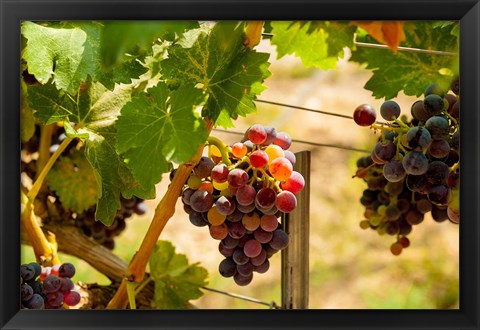 Framed Merlot Grapes In A Vineyard Print