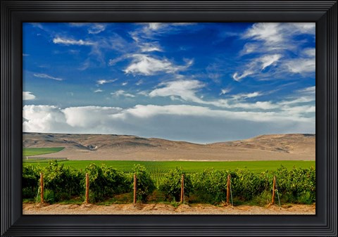 Framed Mattawa Vineyard On The Wahluke Slope Print