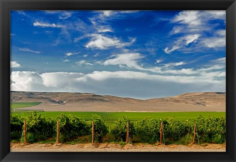 Framed Mattawa Vineyard On The Wahluke Slope Print