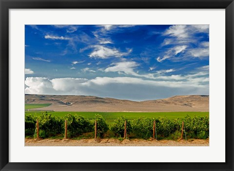 Framed Mattawa Vineyard On The Wahluke Slope Print