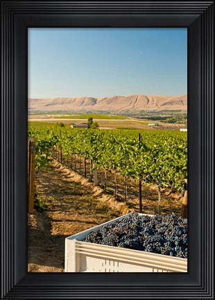 Framed Bin Of Cabernet Sauvignon Grapes At Harvest Print