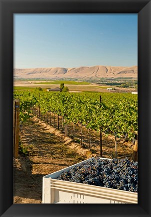 Framed Bin Of Cabernet Sauvignon Grapes At Harvest Print