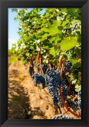 Framed Vineyard Grapes Near Harvest Print