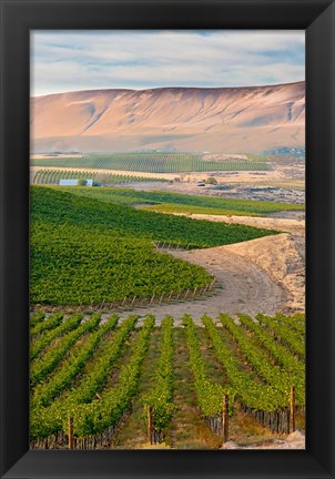 Framed Dusk On A Vineyard Print