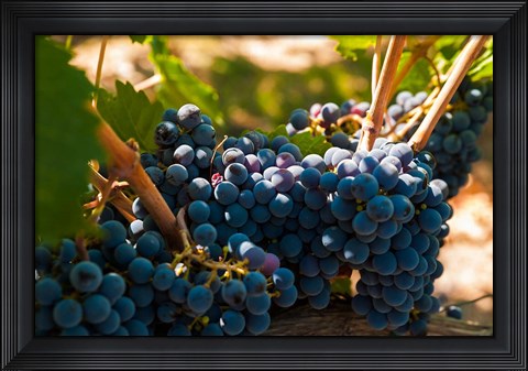Framed Petit Verdot Grapes From A Vineyard Print