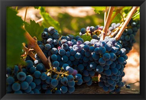 Framed Petit Verdot Grapes From A Vineyard Print