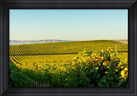 Framed Vineyard At Royal Slope, Washington State Print