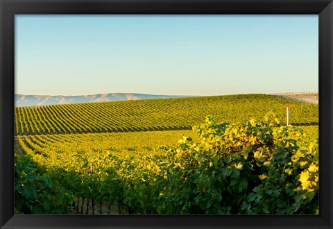 Framed Vineyard At Royal Slope, Washington State Print