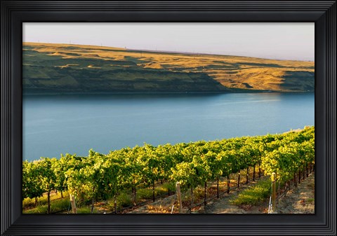 Framed Vineyard Overlooking The Columbia River Print