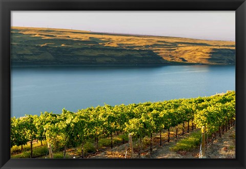 Framed Vineyard Overlooking The Columbia River Print