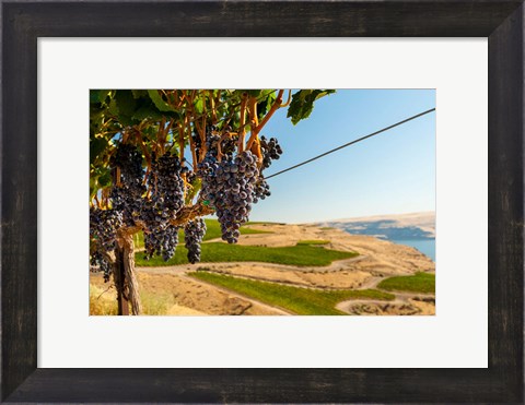 Framed Merlot Grapes Hanging In A Vineyard Print