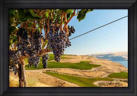Framed Merlot Grapes Hanging In A Vineyard Print