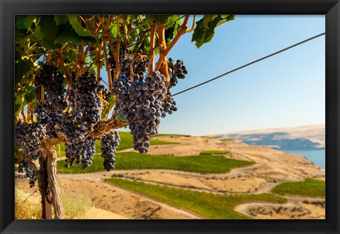 Framed Merlot Grapes Hanging In A Vineyard Print