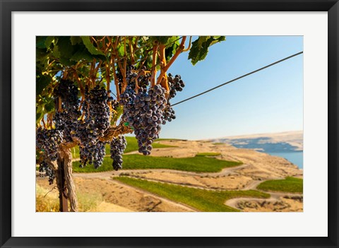 Framed Merlot Grapes Hanging In A Vineyard Print