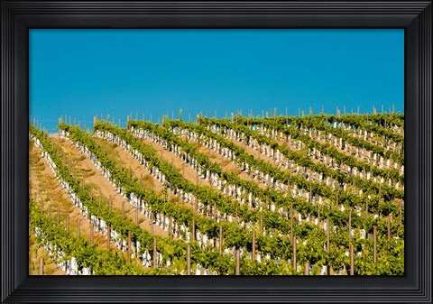 Framed Rows Of Young Vines Print