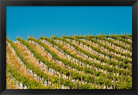 Framed Rows Of Young Vines Print