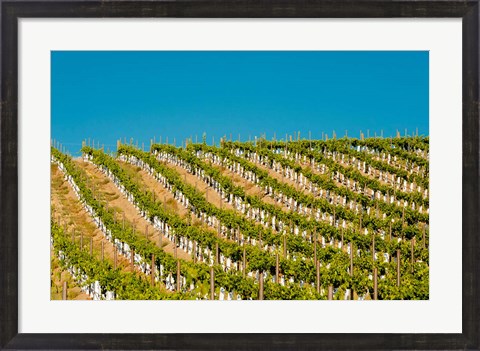 Framed Rows Of Young Vines Print