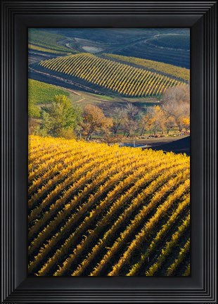 Framed Vineyards, Walla Walla, Washington State Print