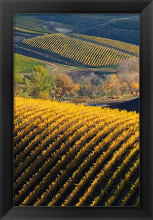 Framed Vineyards, Walla Walla, Washington State Print