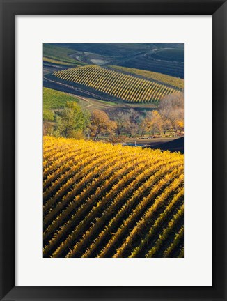 Framed Vineyards, Walla Walla, Washington State Print