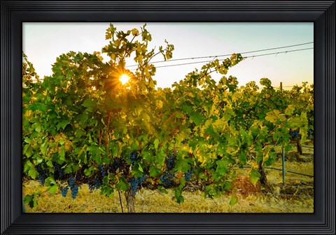 Framed Sun Burst In A Vineyard Print