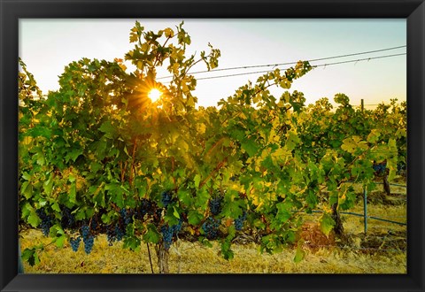 Framed Sun Burst In A Vineyard Print