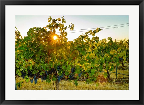 Framed Sun Burst In A Vineyard Print