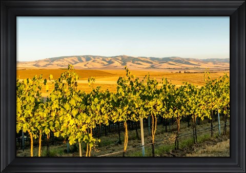 Framed Blue Mountains Overlook A Vineyard, Washington State Print