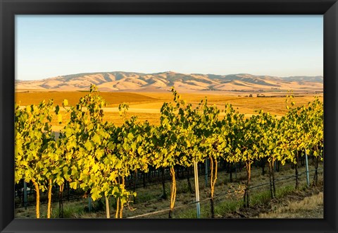 Framed Blue Mountains Overlook A Vineyard, Washington State Print