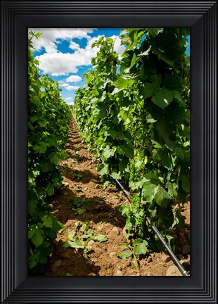 Framed Vineyard Region Known As The Rocks Print