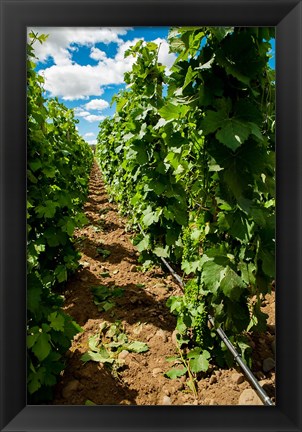 Framed Vineyard Region Known As The Rocks Print